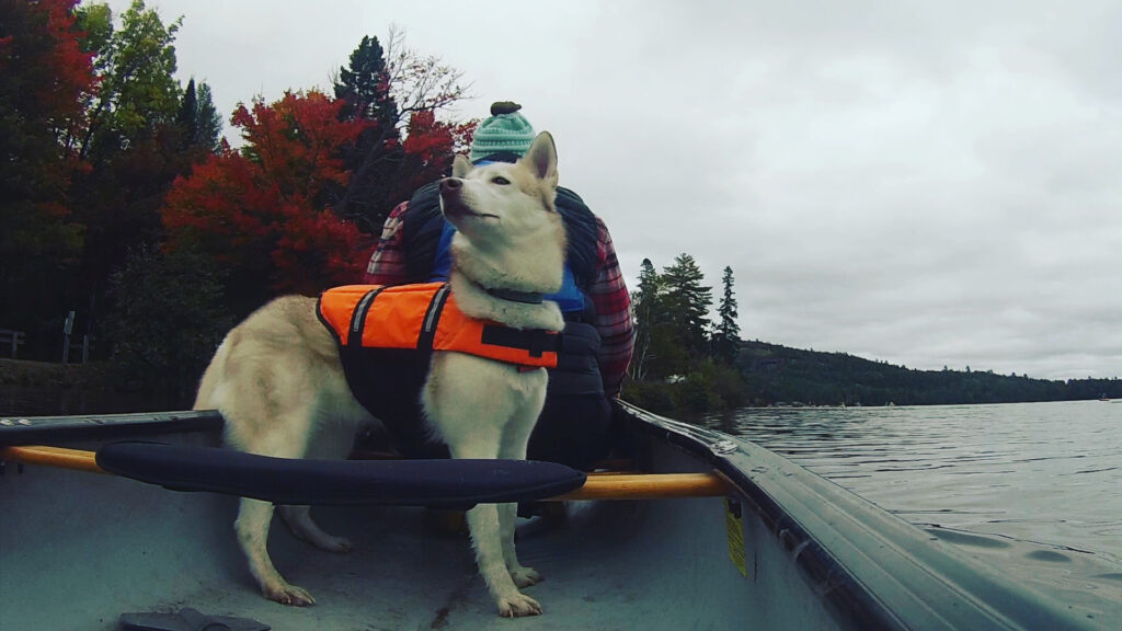 Husky standing in a canoe with fall foliage in the background 