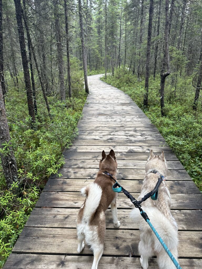 Two leashed dogs walking a boardwalk trail through a spruce forest