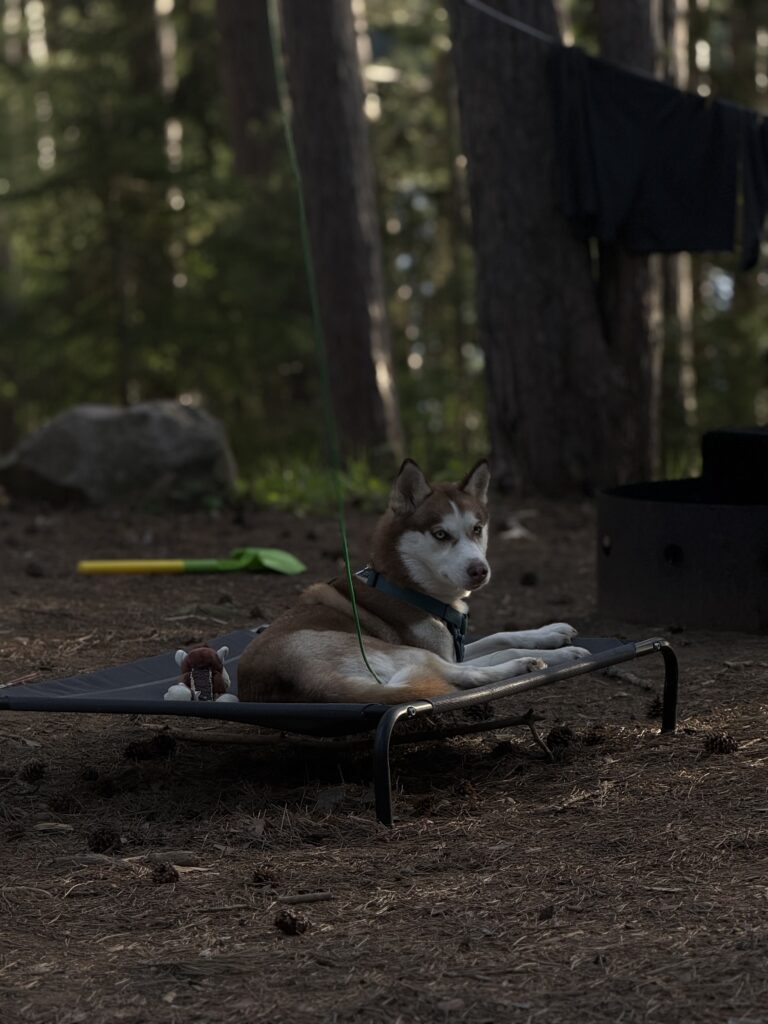 Red Husky relaxing in a bed at the campsite